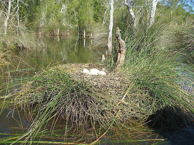 Swan Eggs, Valley Of The Mists Wetlands